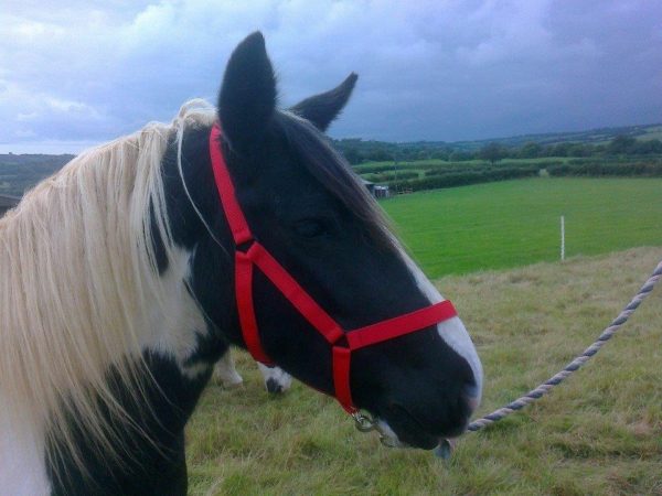 Westernway Horse Head Safety Collar