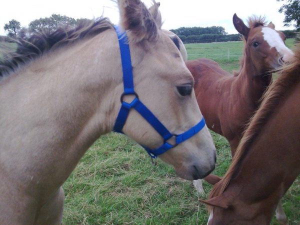Westernway Field Safe Head collars for Foals or young horses